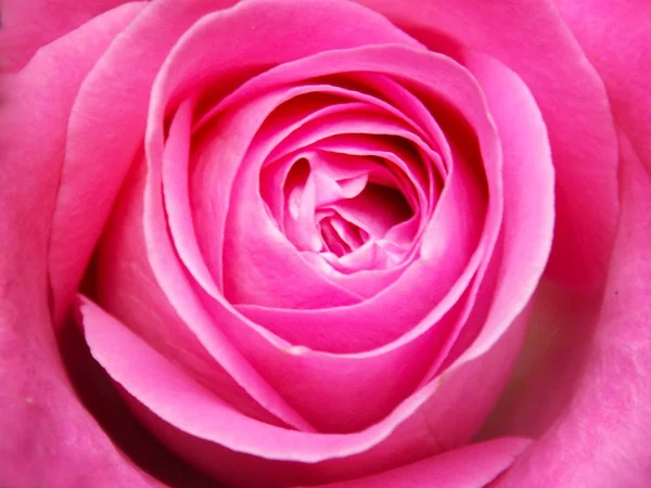 ピンクのバラの詳細 — ストック写真