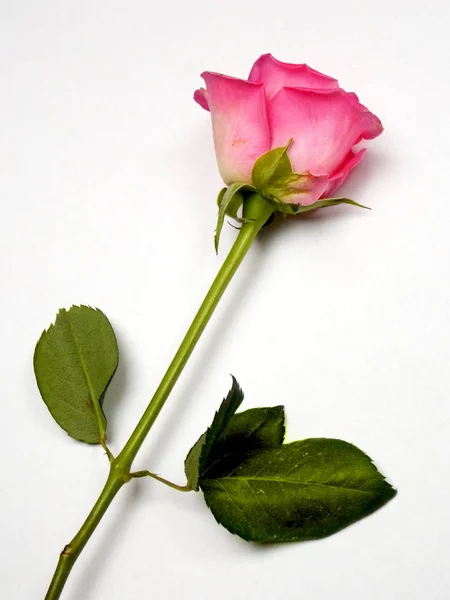 ピンクのバラの写真 — ストック写真