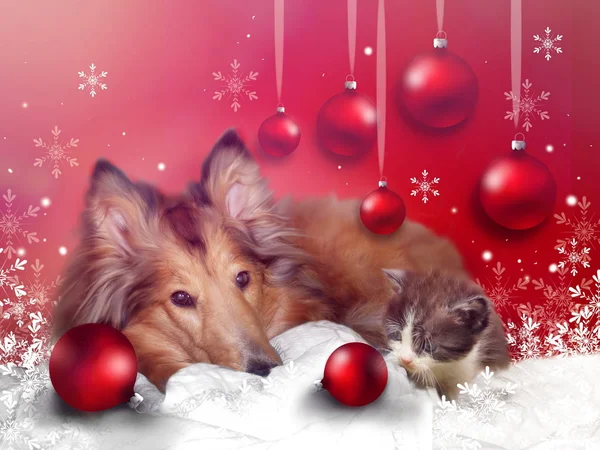 Carte de voeux de Noël avec animaux domestiques — Photo