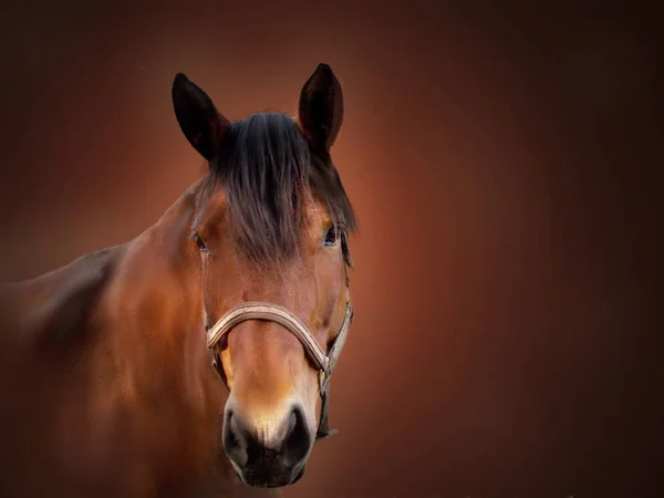 Portrait de cheval brun — Photo