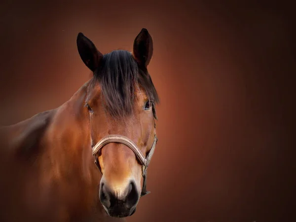 Bruin paard portret — Stockfoto