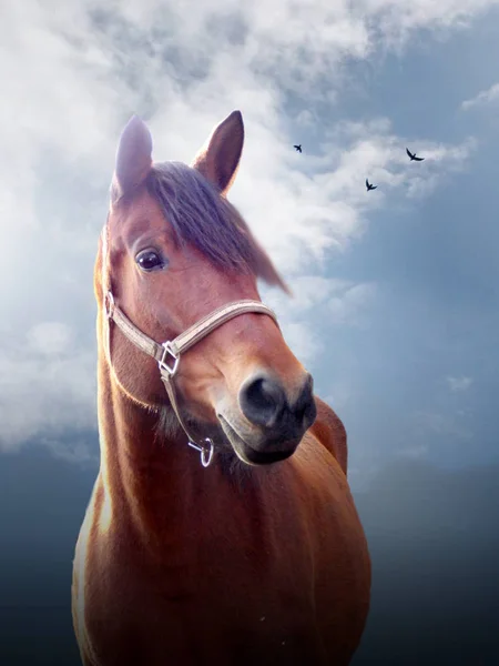 Άλογο πορτρέτο στον γαλάζιο ουρανό — Φωτογραφία Αρχείου