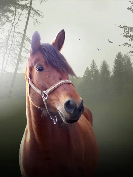 Portret konia w zielonym lesie — Zdjęcie stockowe