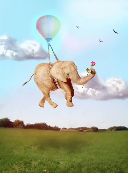 Elefante volante con rosa — Foto Stock