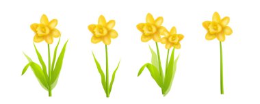 Nergis gerçekçi illüstrasyon