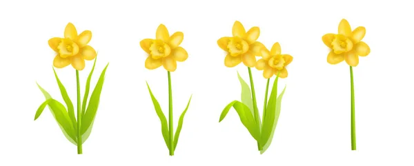 Daffodils realistic illustration — Stock Photo, Image