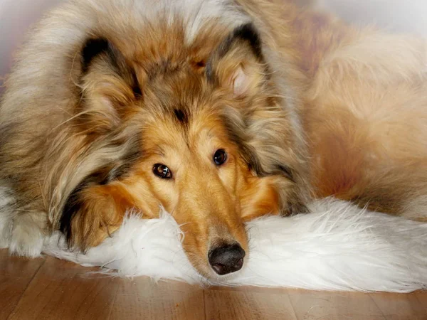 Collie hond portret — Stockfoto
