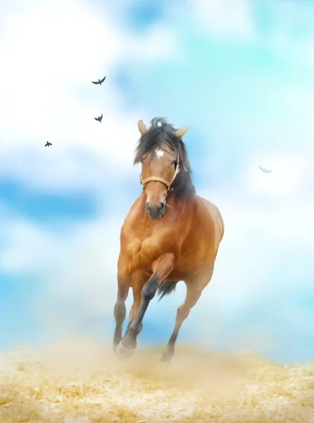 Running brown horse — Stock Photo, Image