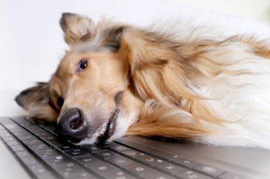 Dizüstü bilgisayar tarafından yorgun köpek