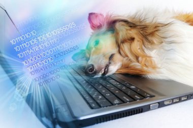 Dizüstü bilgisayar tarafından yorgun köpek