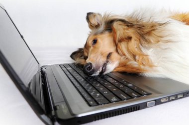 Dizüstü bilgisayar tarafından yorgun köpek