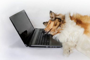 Dizüstü bilgisayar tarafından yorgun köpek