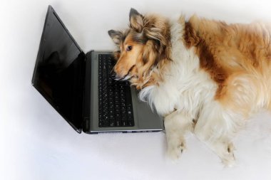 Dizüstü bilgisayar tarafından yorgun köpek