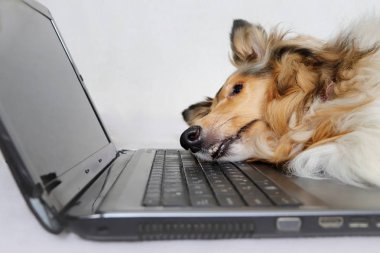 Dizüstü bilgisayar tarafından yorgun köpek
