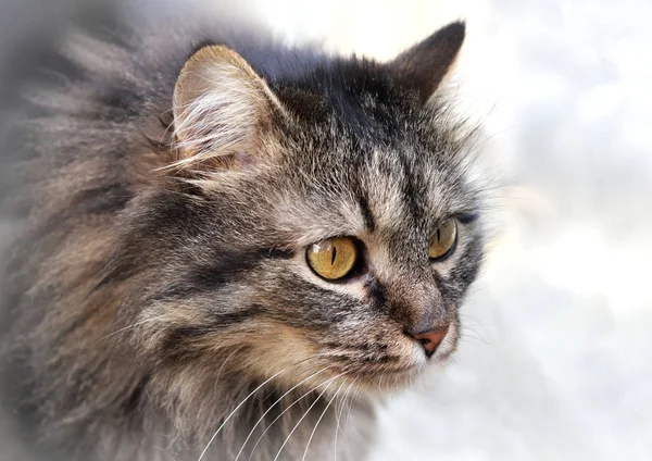 Kočka portrétní fotografie — Stock fotografie