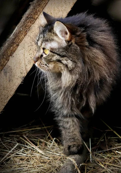Cat portre fotoğraf — Stok fotoğraf