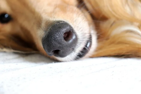 Hond snuit detail — Stockfoto