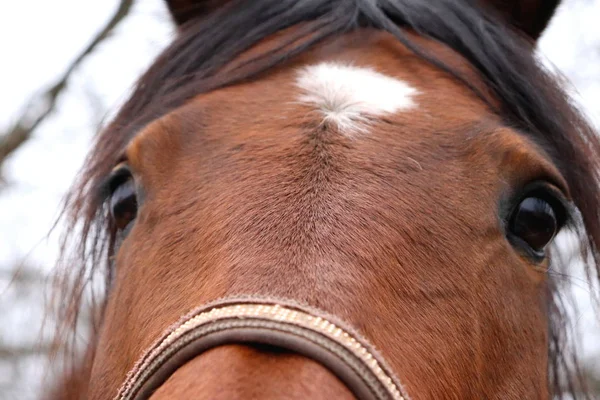 茶色の馬の頭 — ストック写真