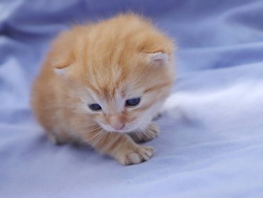 küçük şirin kedi yavrusu