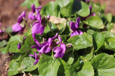 Menekşe fotoğraf makro detayı