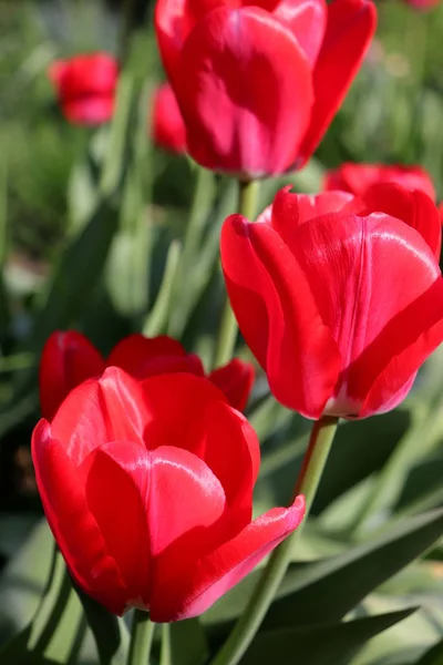 赤いチューリップ ガーデン — ストック写真