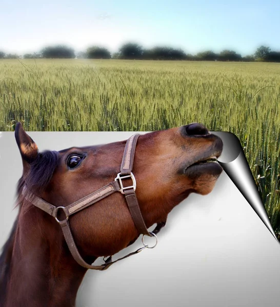 Paard met papieren bord — Stockfoto