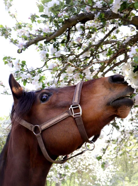 Запах лошадей весенние цветы — стоковое фото