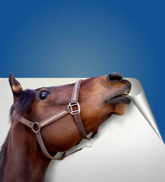 Horse with paper board — Stock Photo, Image