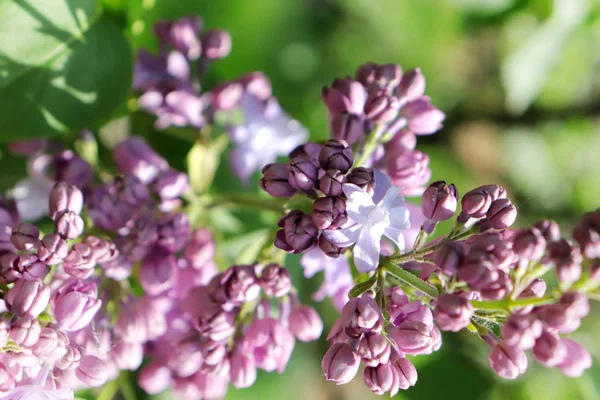 Lilac blossom in spring — Stock Photo, Image