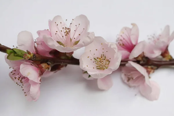 Pink spring blossom — Stock Photo, Image