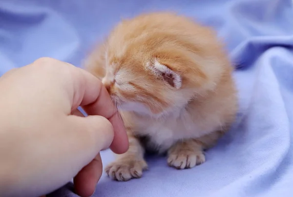 Gatito lindo pequeño —  Fotos de Stock