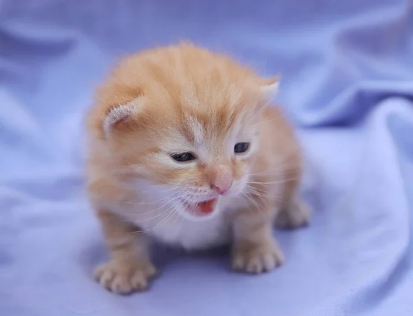 Gatito lindo pequeño — Foto de Stock