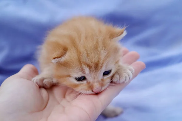 Μικρό χαριτωμένο γατάκι — Φωτογραφία Αρχείου