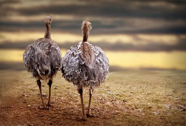 Dois avestruzes na natureza — Fotografia de Stock