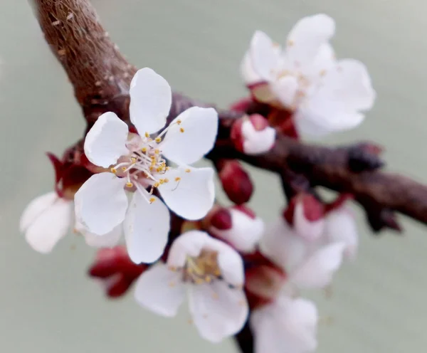 Cherry blossom in spring — Stock Photo, Image