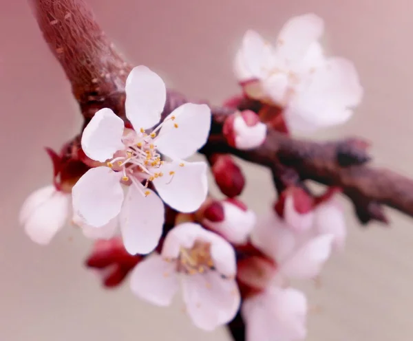 Cherry blossom in pink — Stock Photo, Image