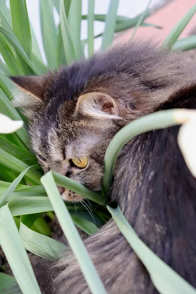 Gato escondido na grama — Fotografia de Stock