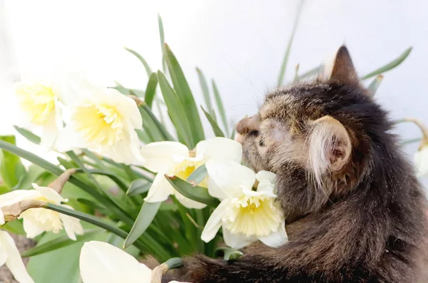 Retrato de gato na primavera — Fotografia de Stock