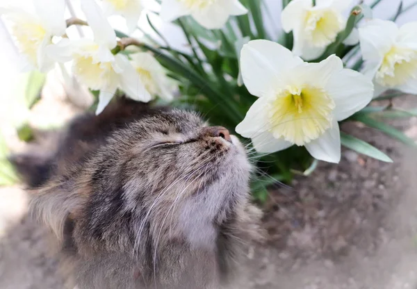Cat portrait in spring — Stock Photo, Image