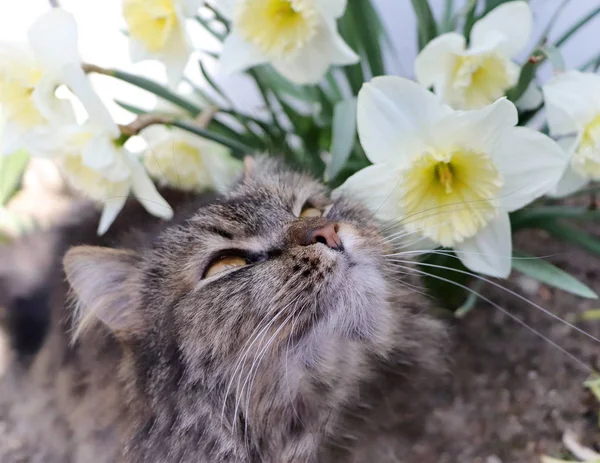 Retrato de gato na primavera — Fotografia de Stock