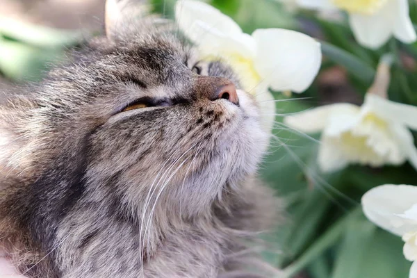 Ritratto gatto in primavera — Foto Stock