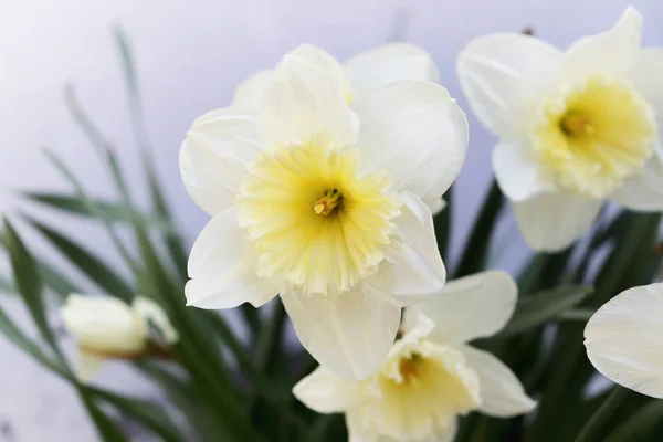 Daffodils macro detail — Stock Photo, Image