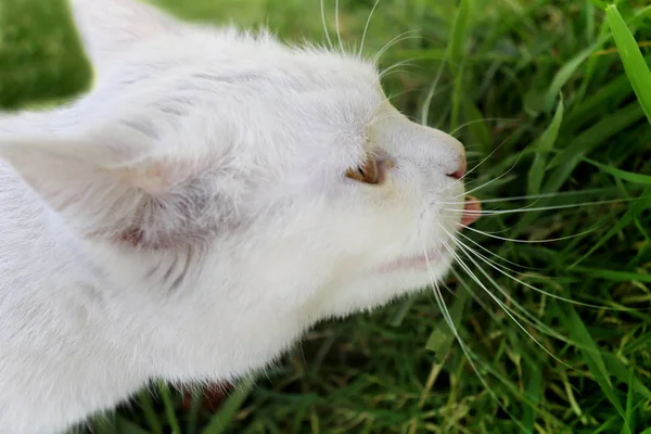 Gato branco comendo grama — Fotografia de Stock