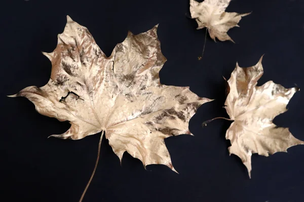 Golden autumn  Leaf — Stock Photo, Image