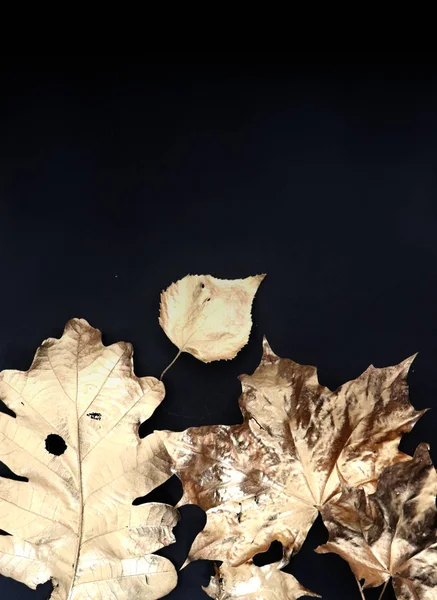 Golden autumn Leaf — Stock Photo, Image
