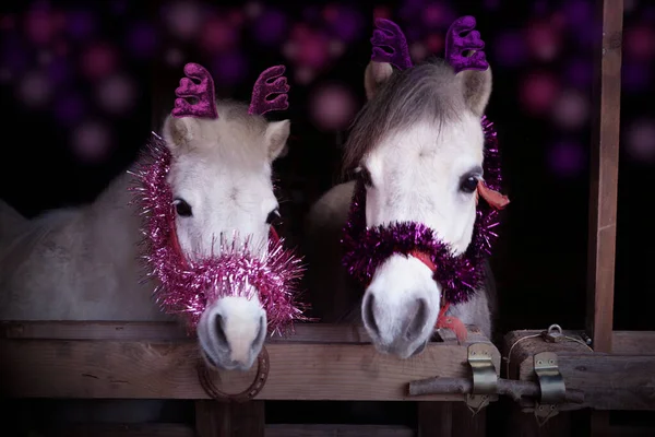 Фото Двух Лошадей Рождественское Время Рождественским Декором — стоковое фото