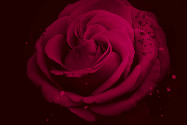 Pink rose flower blossom on black background