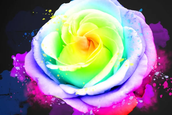 Rosa Colorata Set Colori Dell Arcobaleno — Foto Stock