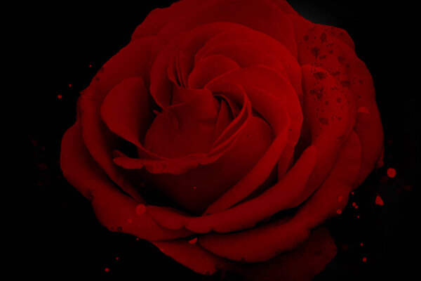 Red rose flower blossom on black background
