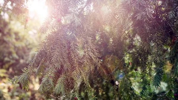 Крупный план зеленой ели с ярким солнцем — стоковое фото
